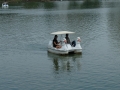 pedalo canard